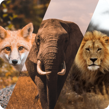 Taking the Spirit Animal Quiz