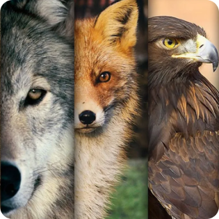 What’s a Spirit Animal Test?