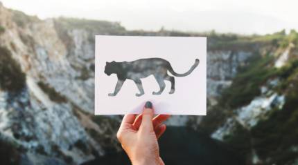 Find Your True Self Through a Spirit Animal Quiz