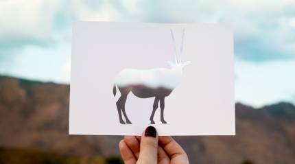 Discovering Your Spirit Animal: A Comprehensive Free Guide