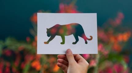 Unlocking Your Spirit Animal: A Step-By-Step Guide